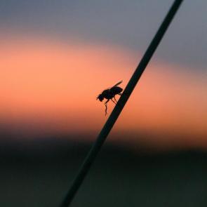 ����: ����������� � ������