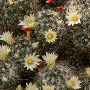 ���� ��������: 