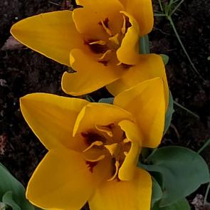 ���� ��������: 