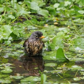 ����: ����������� ��� ���� )))