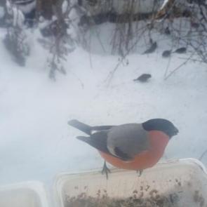 ����: ���� � �������