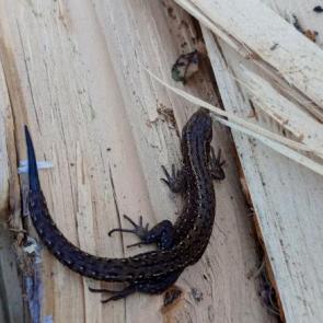 ����: ������