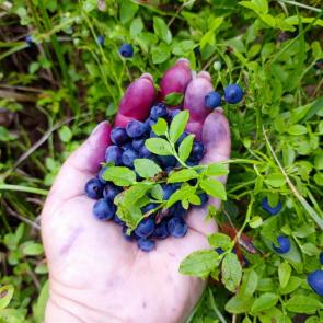 ����: �������