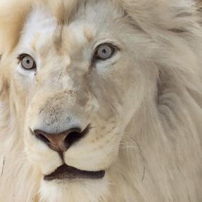 ����: ����� ���