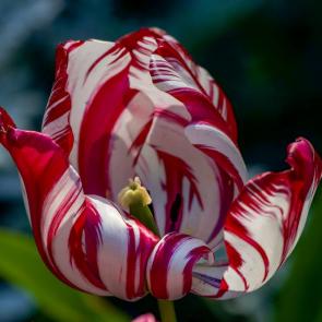 ����: �������