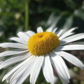 ����: ������� 
