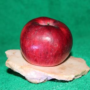 ����: ������