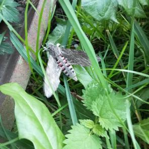 ����: �������