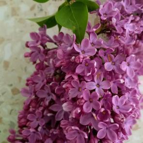 ����: �������� ����� ������..........