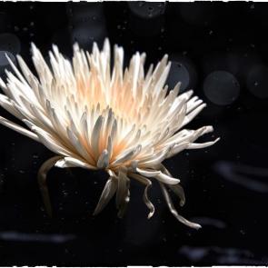 ����: �����.