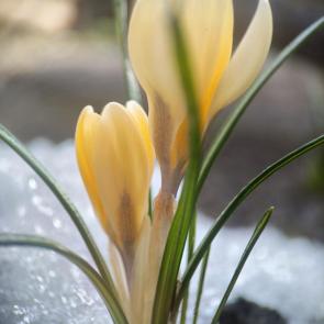 ����: ������� ����������� 