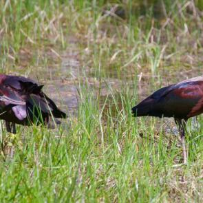 ����: ����