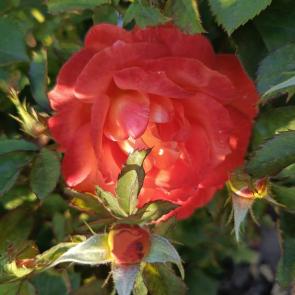 ����: ���� �������