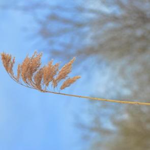 ����: �������