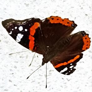 ����: ���������