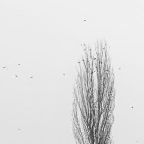 ����: ����