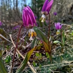 ���� ��������: 