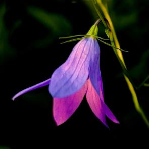 ����: ������ ����