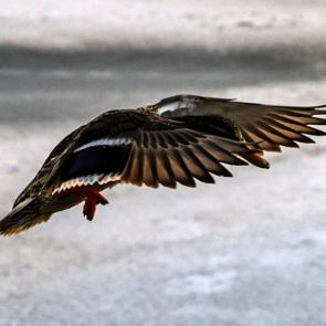 ������ �����