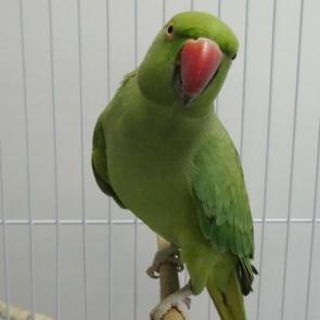 ����: ����������