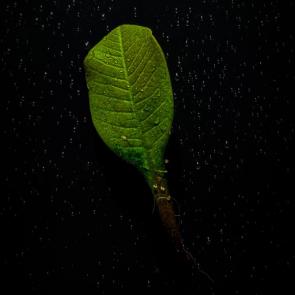 ����: 