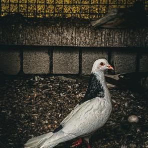 ����: �������