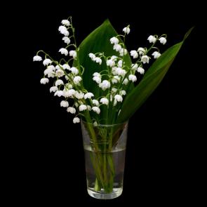 ����: 