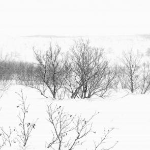 ����: ���������� ����