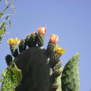 ����: 