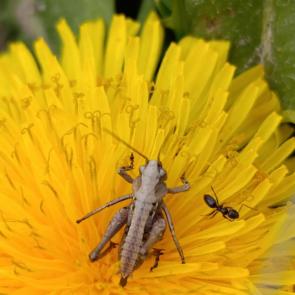 ����: ������