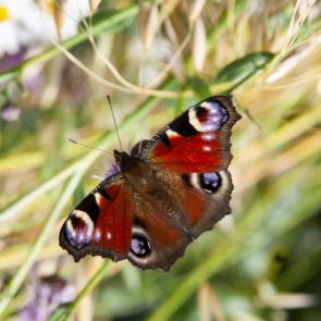 ����: �������� ����