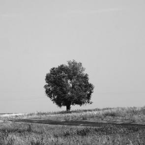 ����: ��������