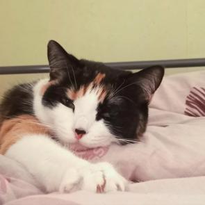 ����: 