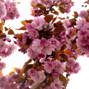 ���� ��������: 