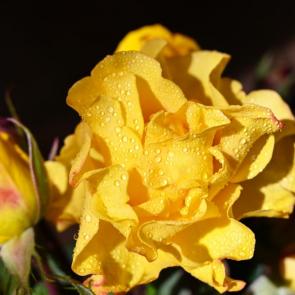 ����: 