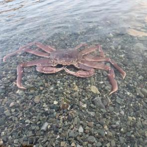 ����: ����� �����