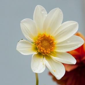 ���� ��������: 