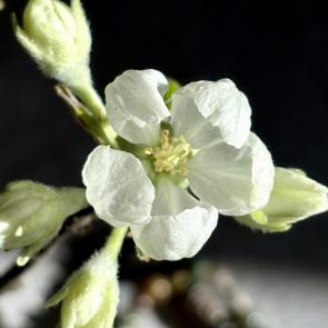 ���� ��������: 