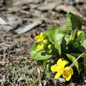 ���� ��������: 