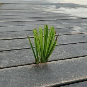 ����: ������� ����
