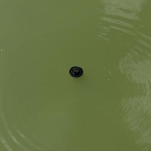 ����: �����