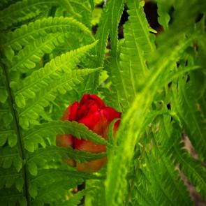 ���� ��������: 