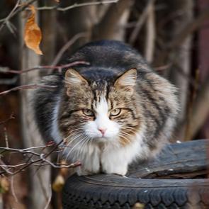 ���� ��������: 