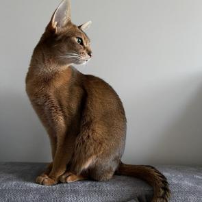����: ��������