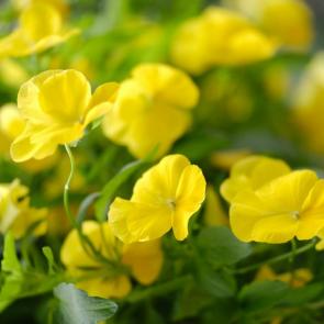���� ��������: ���� ������