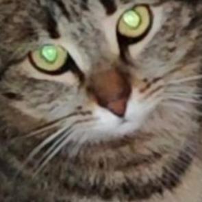 ���� ��������: 