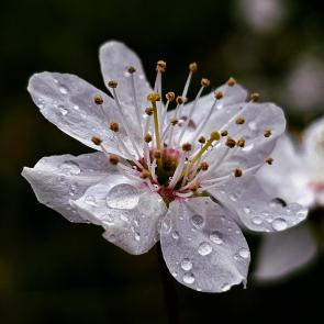 ���� ��������: 