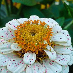 ����: ������