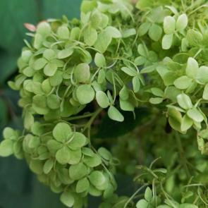 ���� ��������: 