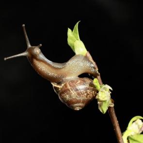 ����: ���������